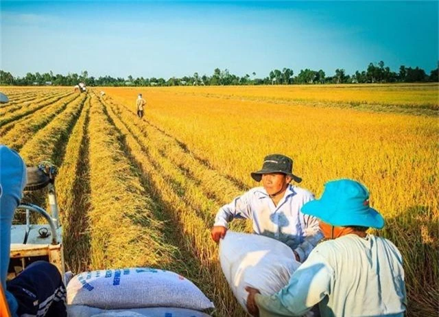 Sản xuất lúa, gạo: Ứng dụng công nghệ để bảo quản, chế biến vẫn là khâu yếu nhất - 1