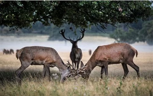 Hình ảnh động vật ấn tượng ghi cảnh hươu đực quyết chiến tranh giành quyền giao phối trong mùa sinh sản tại công viên Richmond, London, Anh. (Nguồn Guardian)