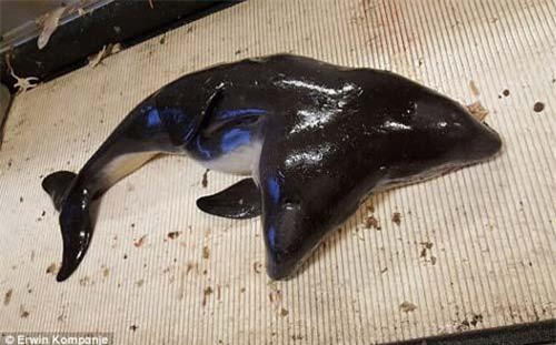 Bắt được cá heo hai đầu hiếm chưa từng thấy