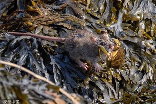 Độc đáo chuột nhỏ chui hang săn cua cải thiện bữa ăn