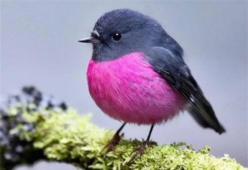 Có hơn 8600 loài chim trên thế giới, mỗi loài đều có đặc điểm riêng vì vậy rất khó để nói loài chim nào đẹp hơn, giá trị hơn. Mới đây, một con chim kỳ lạ có vẻ ngoài vừa xinh đẹp vừa đáng yêu đã thu hút sự chú ý của rất nhiều người.