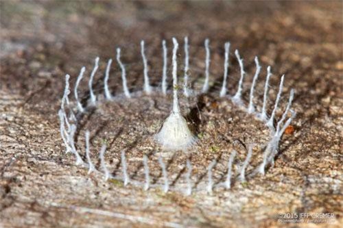 Những công trình bí ẩn của các kiến trúc sư động vật