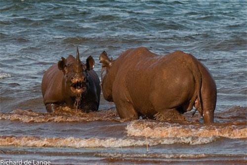 Tê giác kịch chiến dưới nước giành quyền thống trị