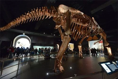 Con người nhỏ bé bên Sauropods khổng lồ - ảnh: BẢO TÀNG LỊCH SỬ TỰ NHIÊN MỸ