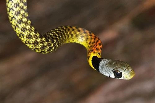 Rắn hoa cỏ nhỏ (Rhabdophis subminiatus) là một trong những loài rắn rực rỡ nhất có thể tìm thấy ở Việt Nam.