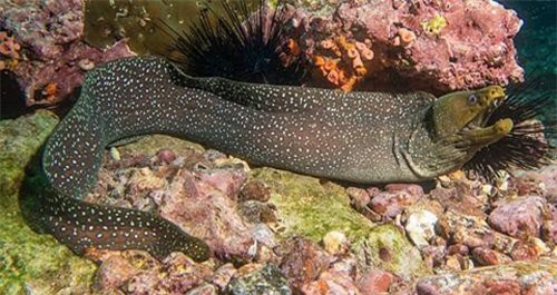 Quái vật hồ Loch Ness có thể là lươn hoặc cá chình?