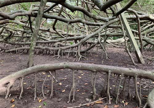 Kỳ lạ giàn Gừa khổng lồ trăm tuổi ở miền Tây sông nước