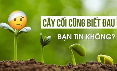  Nghiên cứu sốc về khả năng chịu đau của cây