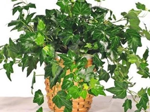 5 cây trồng trong nhà vừa mang phong thủy tốt lại phòng chống bệnh ung thư hiệu quả