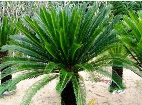  Ngủ đông 60 triệu năm, cây thần bỗng nhiên sống lại