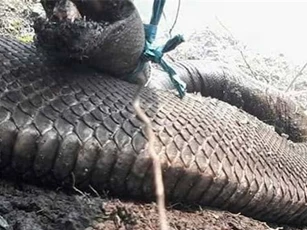 Hình ảnh khiến nhiều người "khóc thét" về loài trăn khổng lồ