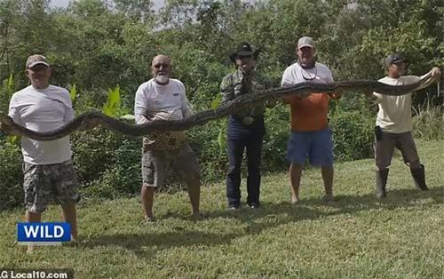 Phát hiện trăn khổng lồ có thể nuốt trọn cá sấu trưởng thành sống ngay dưới nhà