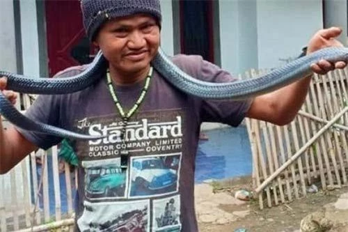 Người đàn ông Indonesia chết thảm vì chính con vật cưng của mình.