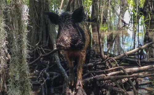 Mỹ đối mặt với khủng hoảng biên giới mới vì... lợn rừng "vượt biên"