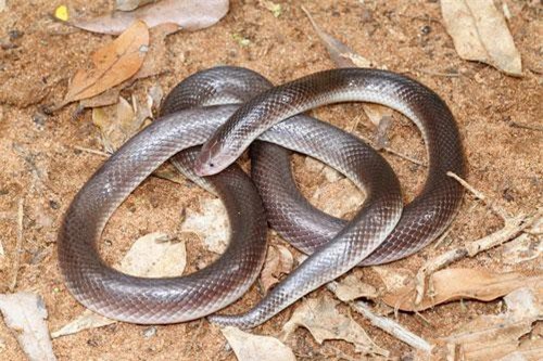 CLIP HOT (22/9): Loài rắn có thể làm rụng ngón tay người mà không cần mở miệng, body ‘vạn người mê’ của ‘nữ thần xe hơi’