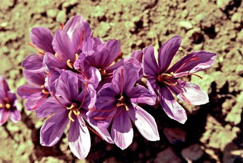 Cận cảnh loài hoa đắt hơn kim cương, giá 400 triệu đồng/kg