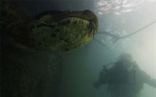 CLIP: “Kinh hoàng” thợ lặn chạm mặt trăn khổng lồ nặng gần 1 tạ dưới nước