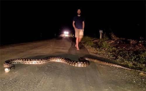 Du khách sốc với trăn khổng lồ dài 7 mét chắn giữa đường ở Úc