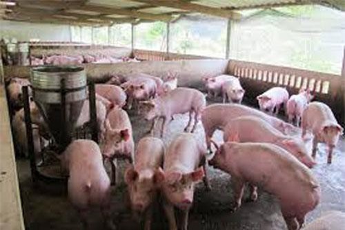 Người chăn nuôi e ngại tái đàn lợn phục vụ thị trường Tết