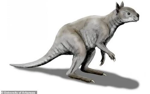Loài Kangaroo cổ đại mặt ngắn, to lớn dị thường