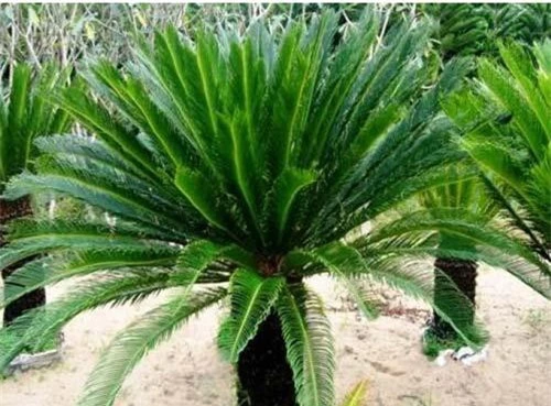 Cây vạn tuế là hậu duệ của Cycas - loài cây 60 triệu năm từ thời khủng long.