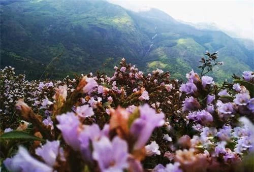 Cây Neelakurinji.