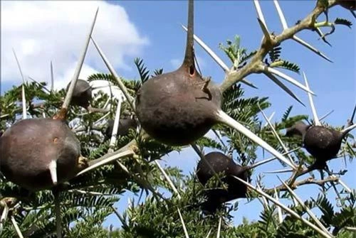 Trên cành của Vachellia drepanolobium sẽ phát triển một số chiếc gai bất thường với phần cuống phình to và rỗng.