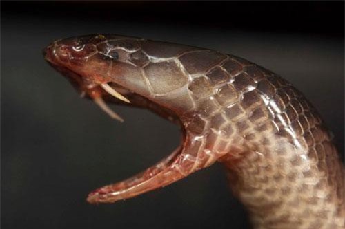 CLIP: 'Độc lạ' loài rắn có thể làm rụng ngón tay người mà không cần mở miệng