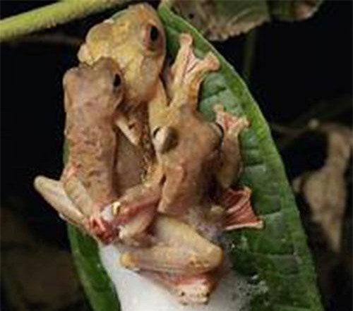 Những loài vật kì lạ nhất hành tinh