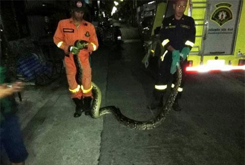 Bắt 'trăn quái vật' to khủng khiếp trên mái nhà Thái Lan