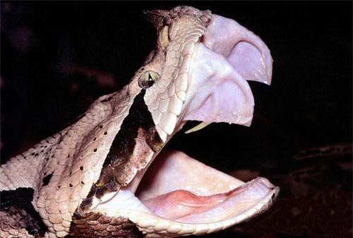 Loài rắn kịch độc nặng hơn 20kg, nanh dài 5cm, thân hình kỳ dị