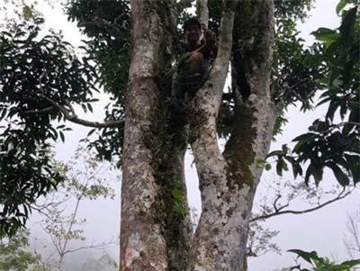 Những đại ngàn chè cổ thụ quý như vàng ròng 9999 đang bị lãng quên