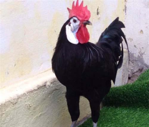 Gà chú hề cổ xưa nhất trái đất giá nghìn đô hút dân chơi Việt