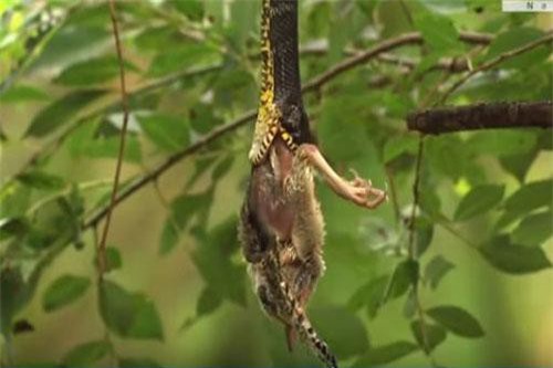 Chim mẹ quyết chiến với rắn để bảo vệ con non đang bị ngậm chặt