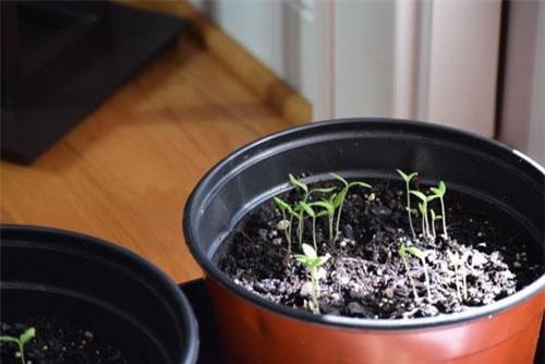 Đặt 4 lát cà chua vào chậu đất, đúng 1 tuần sau bạn sẽ thấy ngay điều bất ngờ đến khó tin