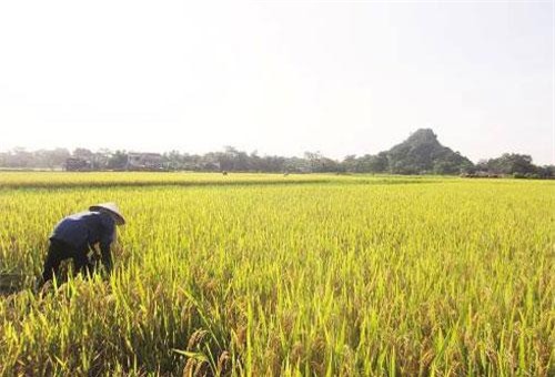 Thái Bình: Đến năm 2020, thu nhập thành viên hợp tác xã đạt 3,5 triệu đồng/tháng