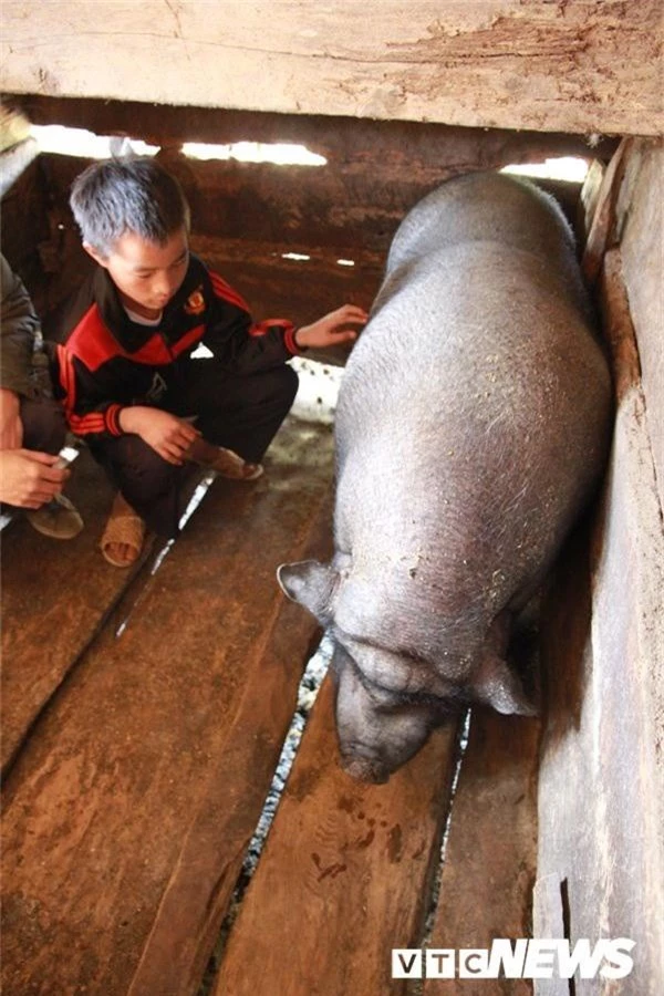 lon to nhu bo, long to nhu que tam, rang nanh dai ca gang o yen bai hinh anh 8