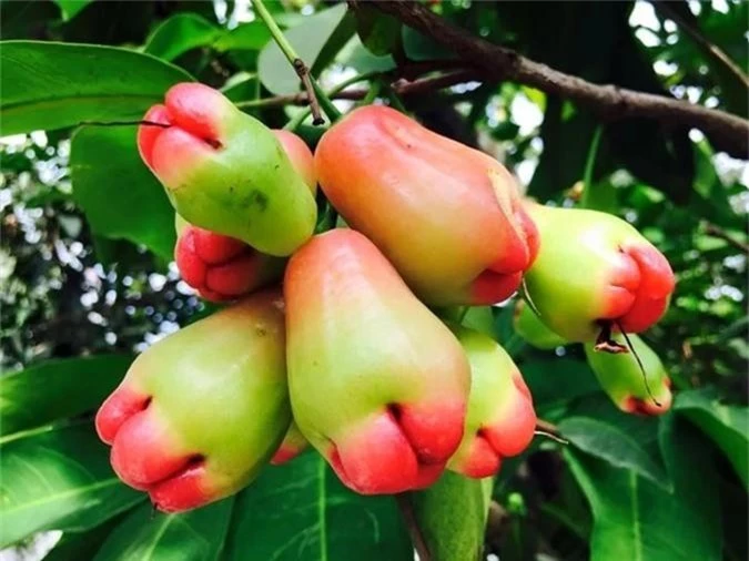 sao viet va cuoc song trong rau nuoi ga o nhung nong trai tien ty