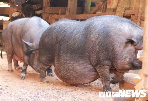 Lợn to như bò, lông to như que tăm, răng nanh dài cả gang ở Yên Bái