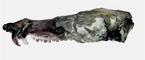 Kinh ngạc hóa thạch lớp Thú giống loài sóc trong 'Kỷ băng hà'