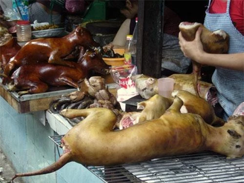 Nguy cơ nhiễm khuẩn gây bệnh từ thịt chó. Ảnh: Tin Tức Việt Nam