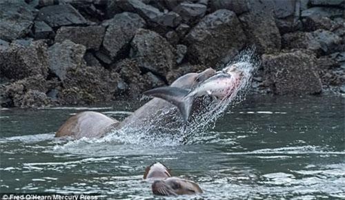 Hãi hùng cảnh sư tử biển xé xác cá mập