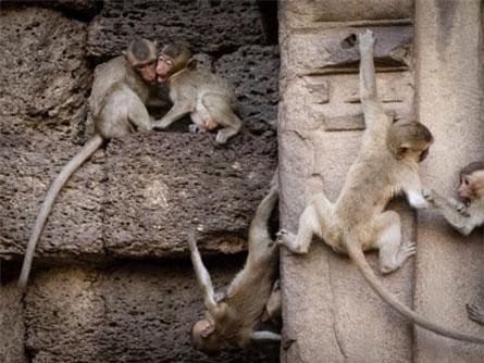 Lạ lùng ngôi đền cổ lúc nhúc khỉ ở Thái Lan