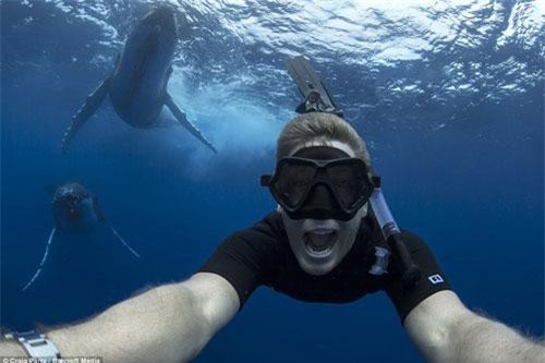 Mạo hiểm chụp ảnh cùng cá voi lưng gù khổng lồ