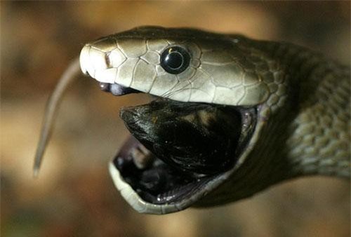 CLIP: ‘Ớn lạnh’ với top 15 loài rắn độc nhất thế giới