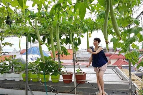 Dành 60m2 trên sân thượng để trồng rau, bà mẹ 8X có ngay “siêu thị mini”