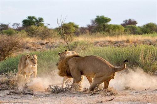 Sư tử cái nổi cơn ghen đánh "chồng" cặp bồ