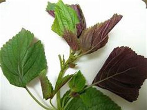 Những cách làm đẹp bằng lá tía tô cực đơn giản tại nhà