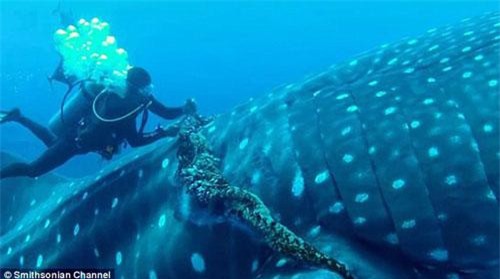 Thót tim xem thợ lặn giải cứu cá mập voi