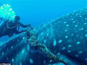 Thót tim xem thợ lặn giải cứu cá mập voi